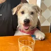 chicochico.bolacha