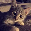 catmeo_10