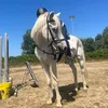 nora_pongo