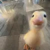 skam_67