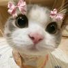 libni_7