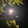 alipicklestars