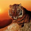 hoang.van.ly5