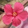 raisha6602