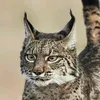 lynxer35