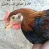 alu_i23c