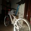 gazela299