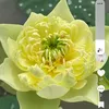 tuy.duyen098
