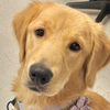 servicegoldenhoney