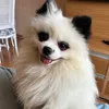 lulupandapomerania