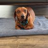 Gunter Doxie