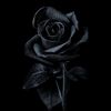 mawar.hitam9203