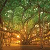 ficusbenghalensis