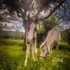 soulhorse.stuff