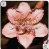 shatha6309