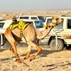 فارس الحويطي