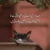 saeedarain769