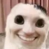 schneideredulzora
