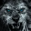 agha_520