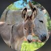 Donkey Haven of hope Sanctuary
