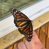 lucid.butterfly.manifest