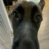 im_max_the_dog