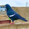 zain.baba884
