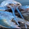 langostino_azul