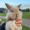 OhMyBunnie