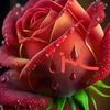 meraj52817
