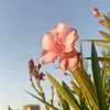 دمــــعـــت حــــزن🥀📸