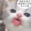 고삼먹는 산삼