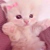 nemomo_oo
