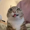 penguinpiupiu