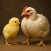 livestock101.agrifar