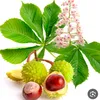 chaficosmetiques