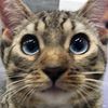 tangothecat8