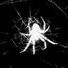 spidercosplays_