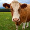 cow._6