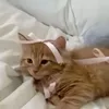 laylanash2