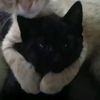 _meowspawsx