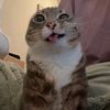 gatoelking4el