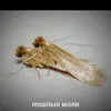 piki_piki10