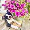 pippa.petal