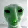 actualmiau75