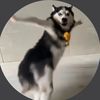 dancer husky Daily