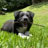 asmrdogwalks