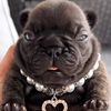 pibbypibbler