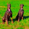 Doberman puppies for adoption.