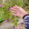 .esha._x_angel